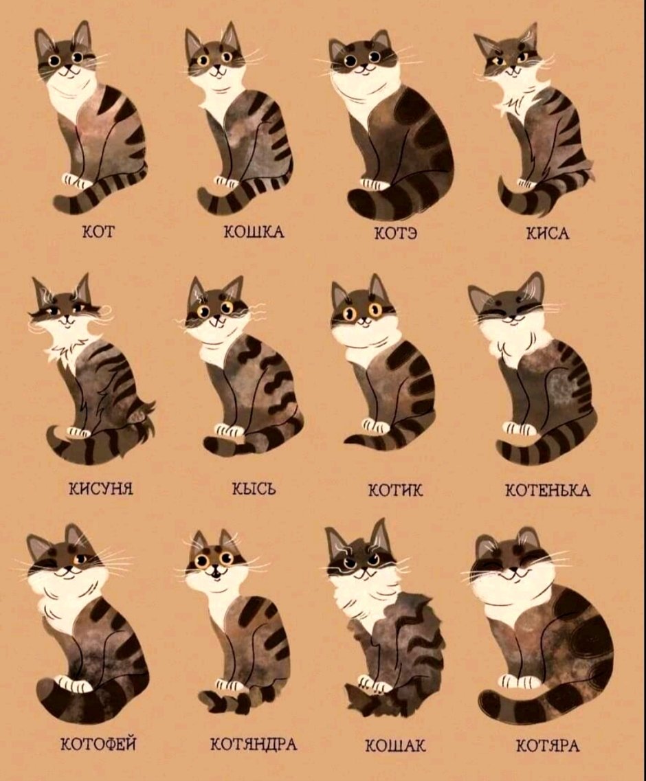 Кот кошка котэ киса кисуня