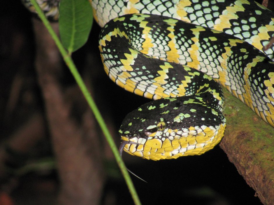 Tropidolaemus wagleri