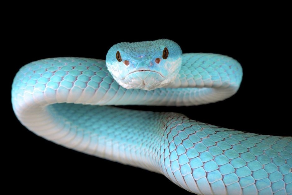 Белогубая куфия Trimeresurus insularis
