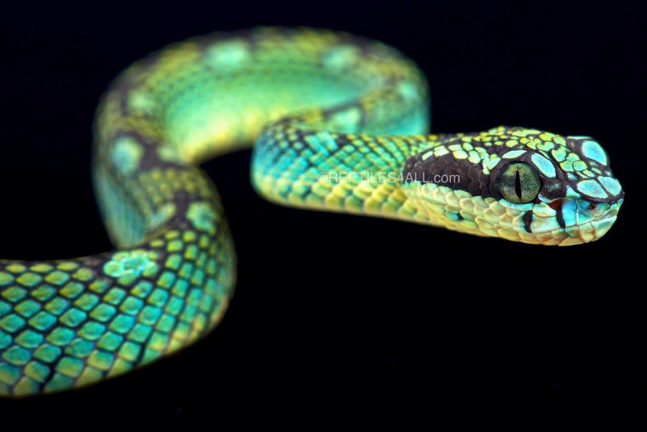 Trimeresurus trigonocephalus
