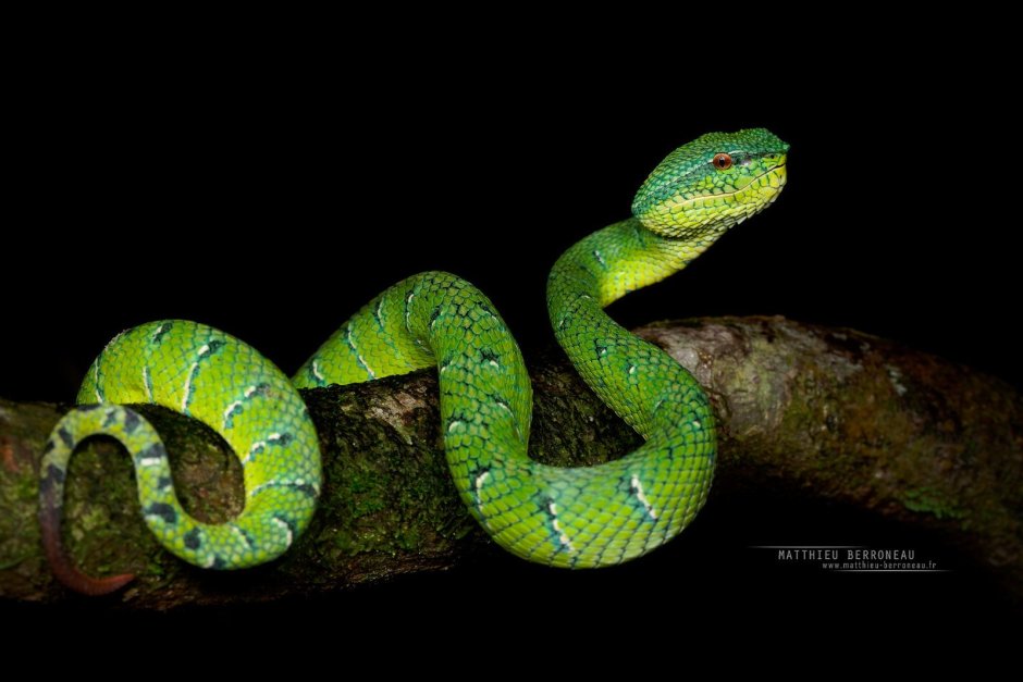 Tropidolaemus subannulatus