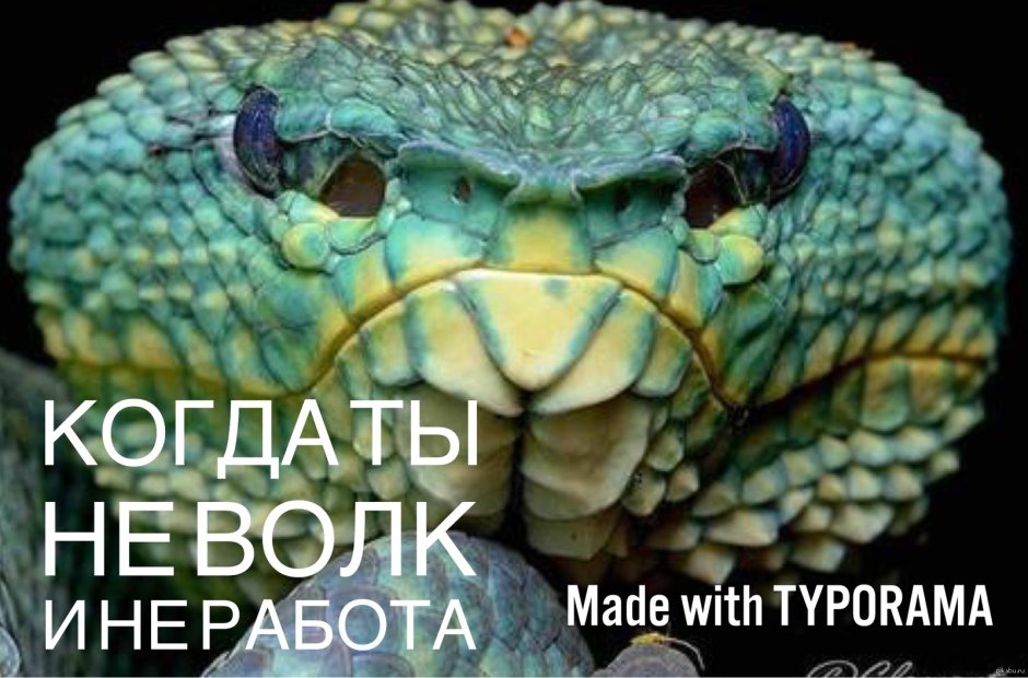 Гадюка Храмовая куфия