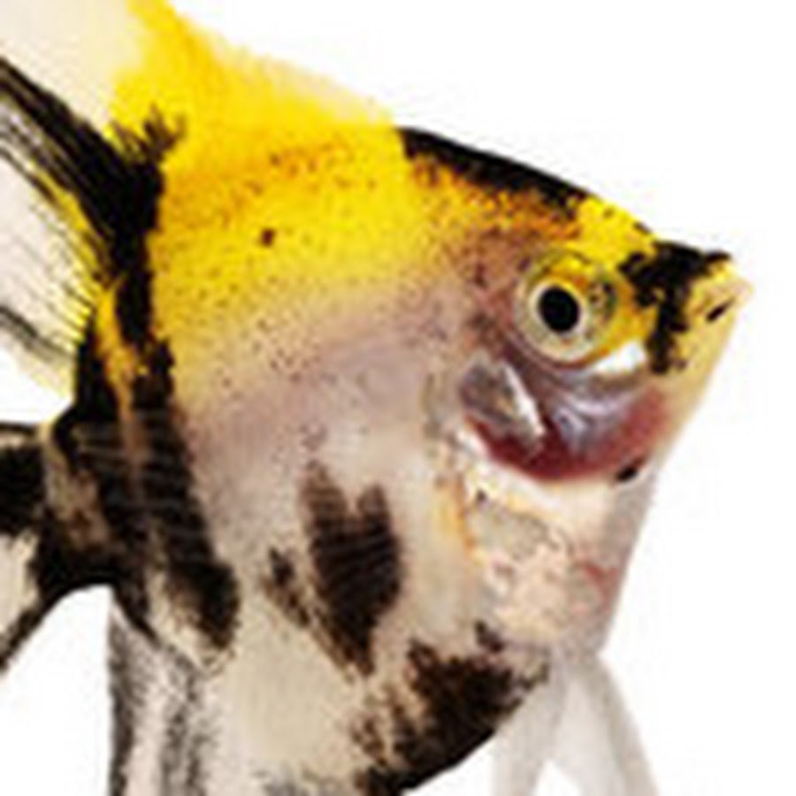 Лягушка с волшебной палочкой