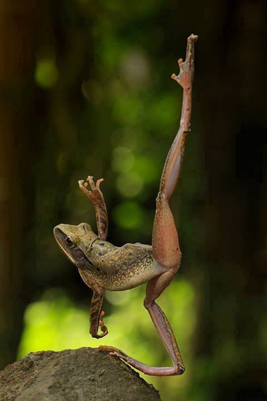 Лягушка с длинными ногами