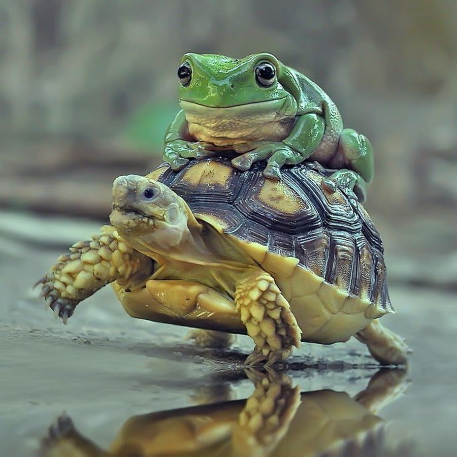 Милая черепашка