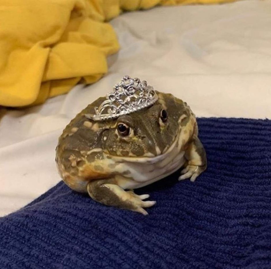 Королевская жаба