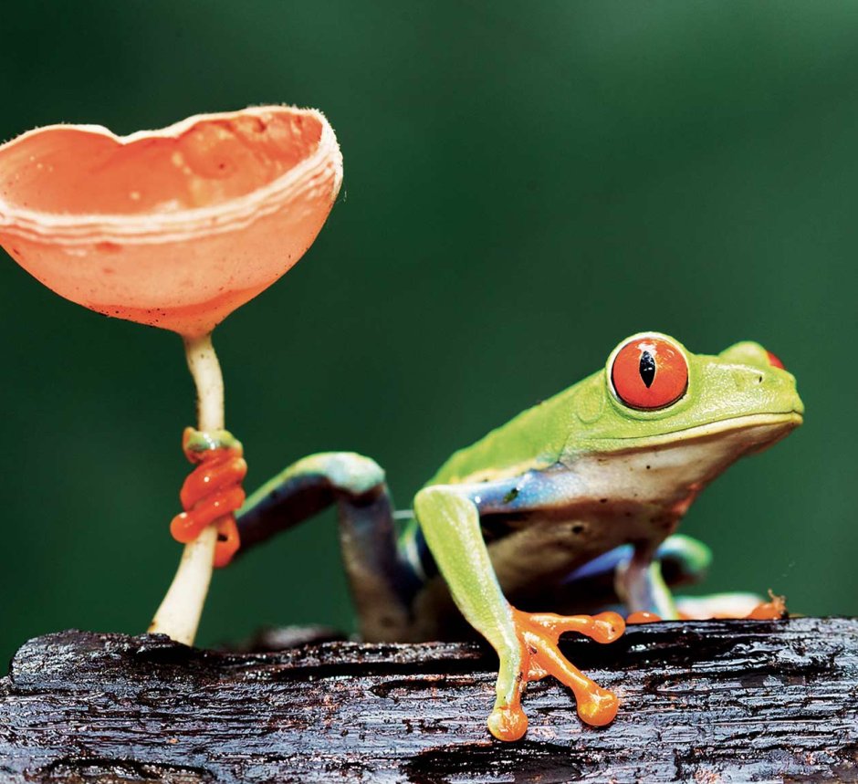 Красноглазая древесная лягушка Коста Рика