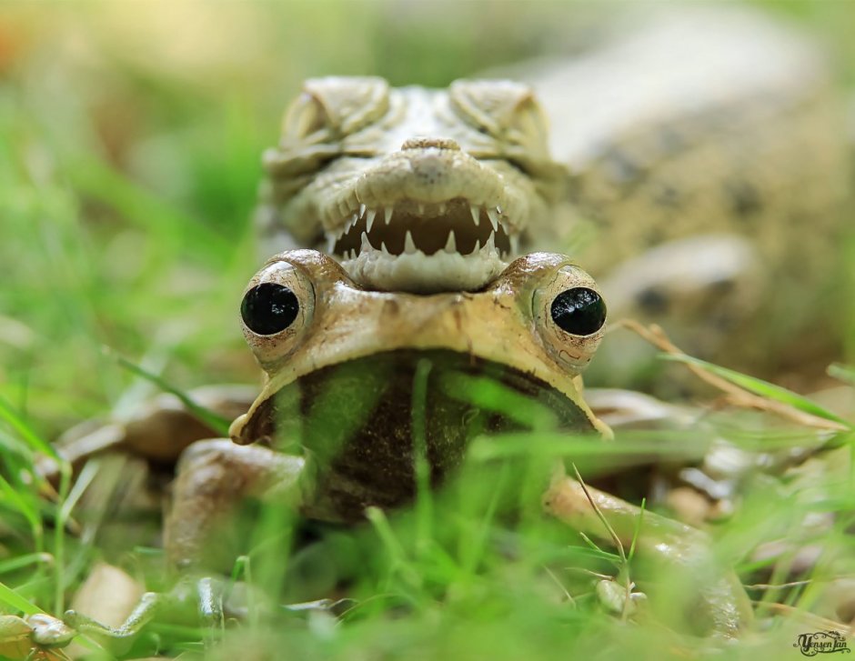 Голова Жабы