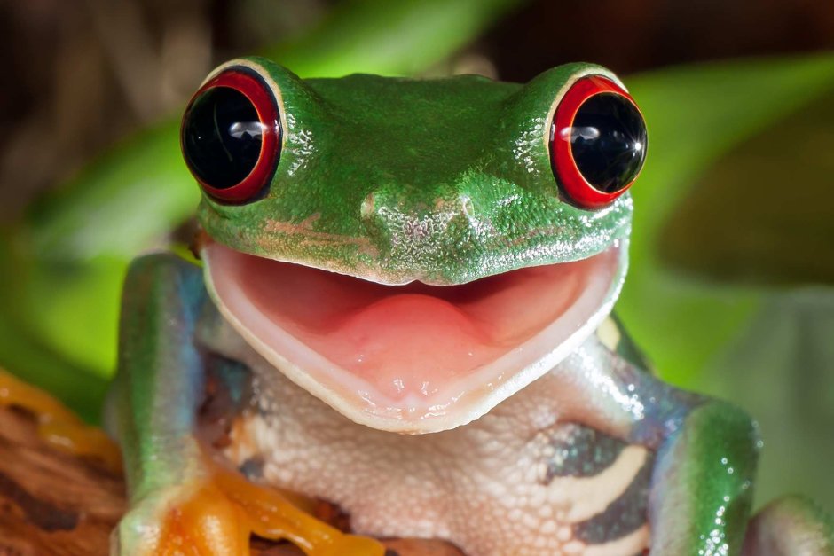 Группа лягушек