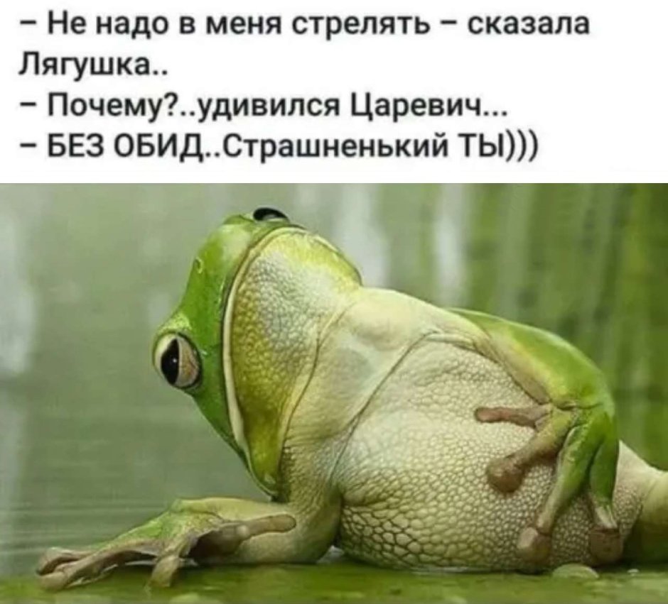Смешные лягушки