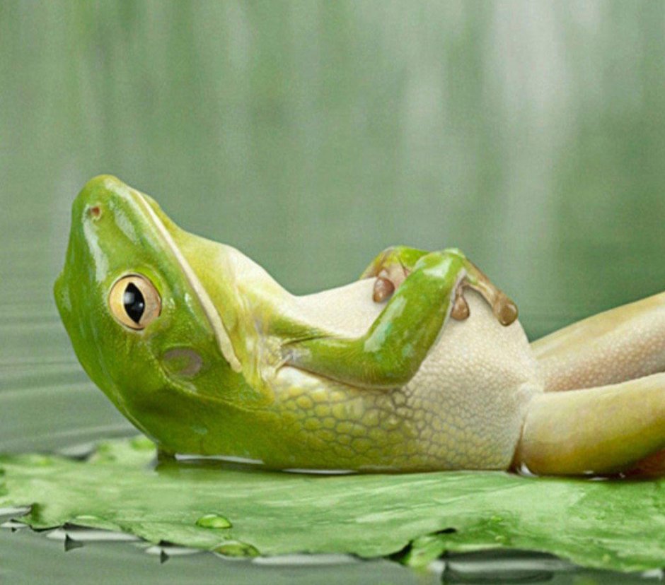 Фото лягушки пофиг абсолютно пофиг