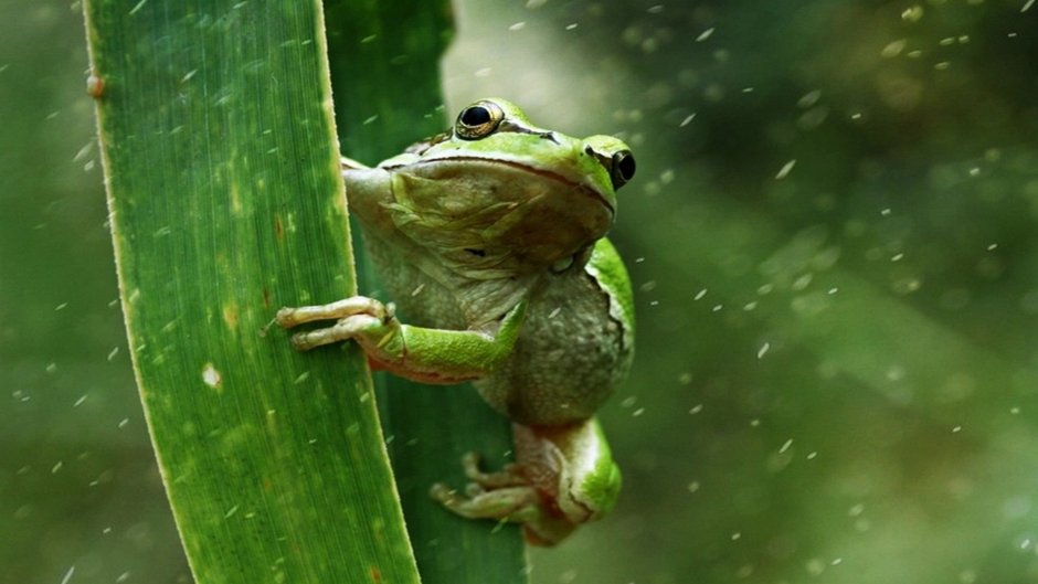 Лягушка под дождем