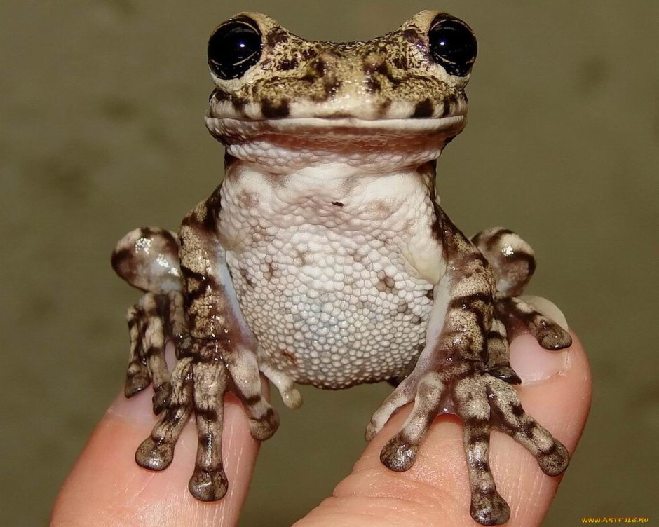 Жабовидная квакша краснопятнистая