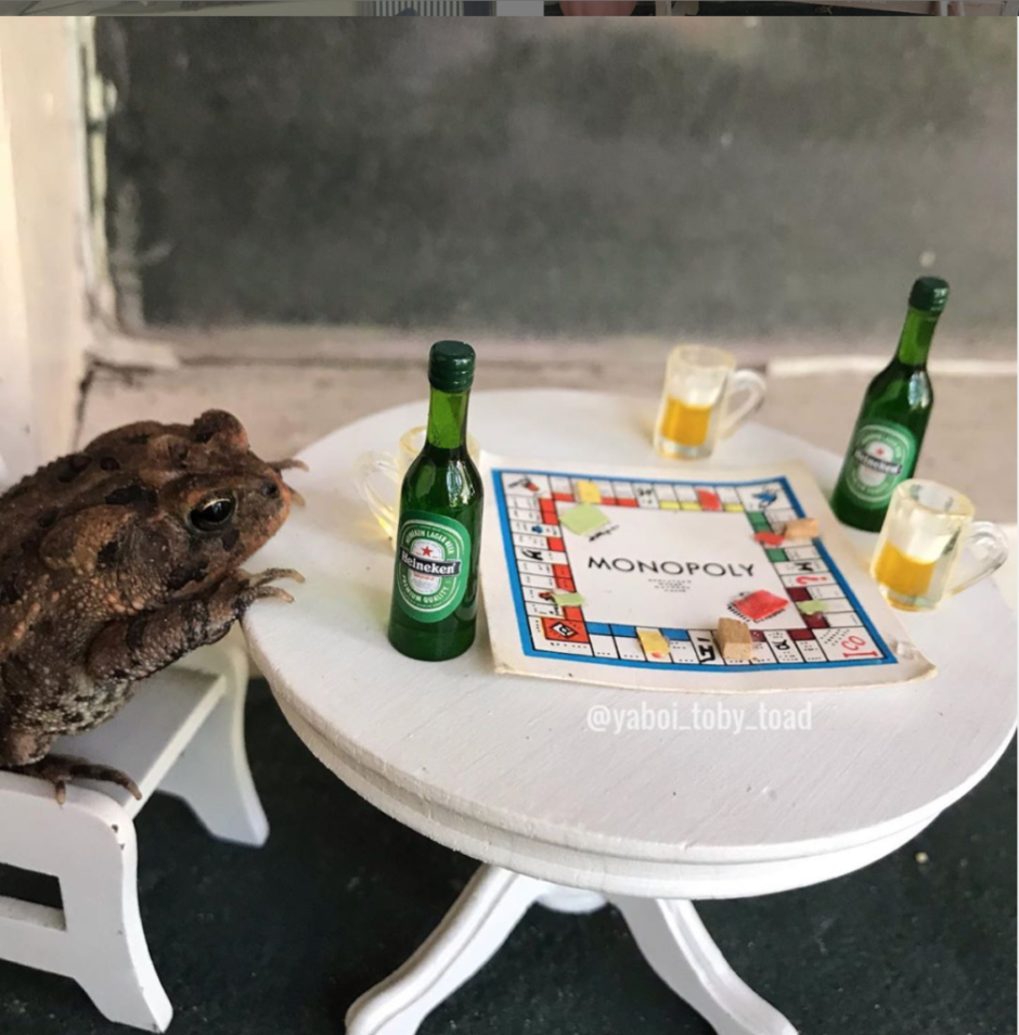 Тоби в лягушке