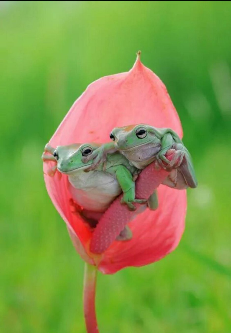 Фото лягушек прикольные