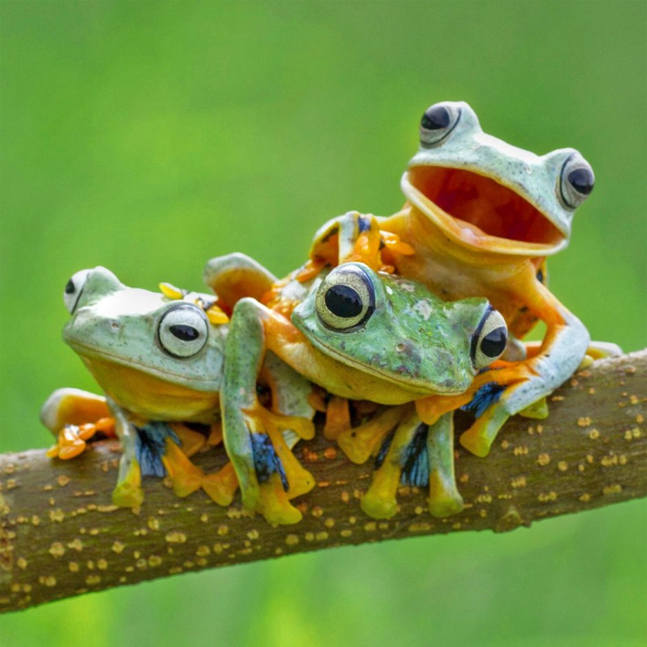 Три лягушки сидели на берегу пруда