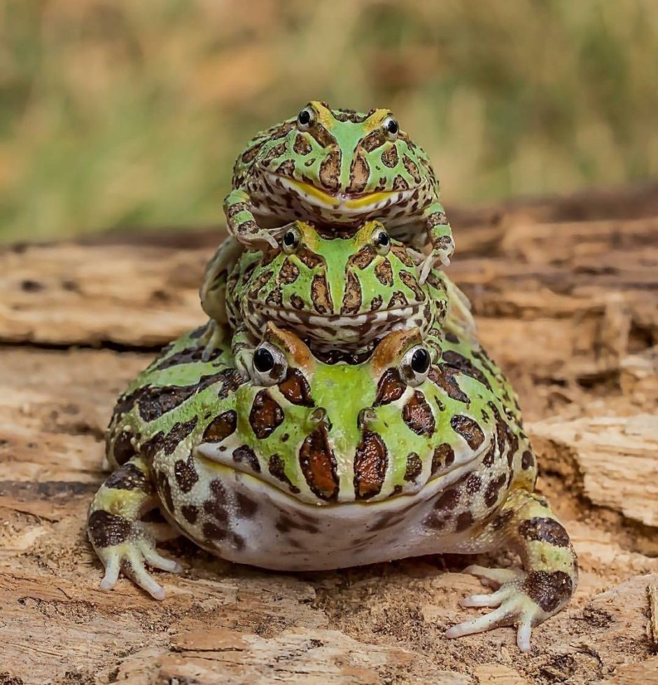Африканская жаба водонос