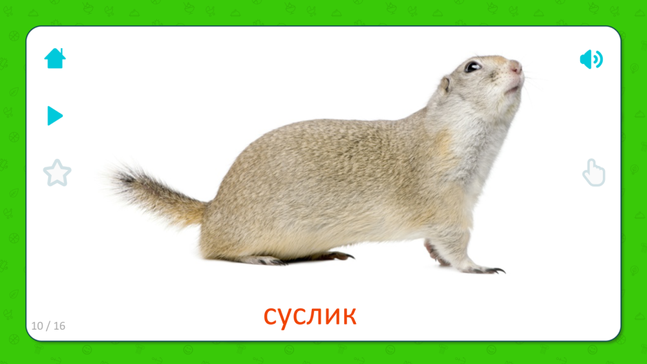 Карточки для детей суслик