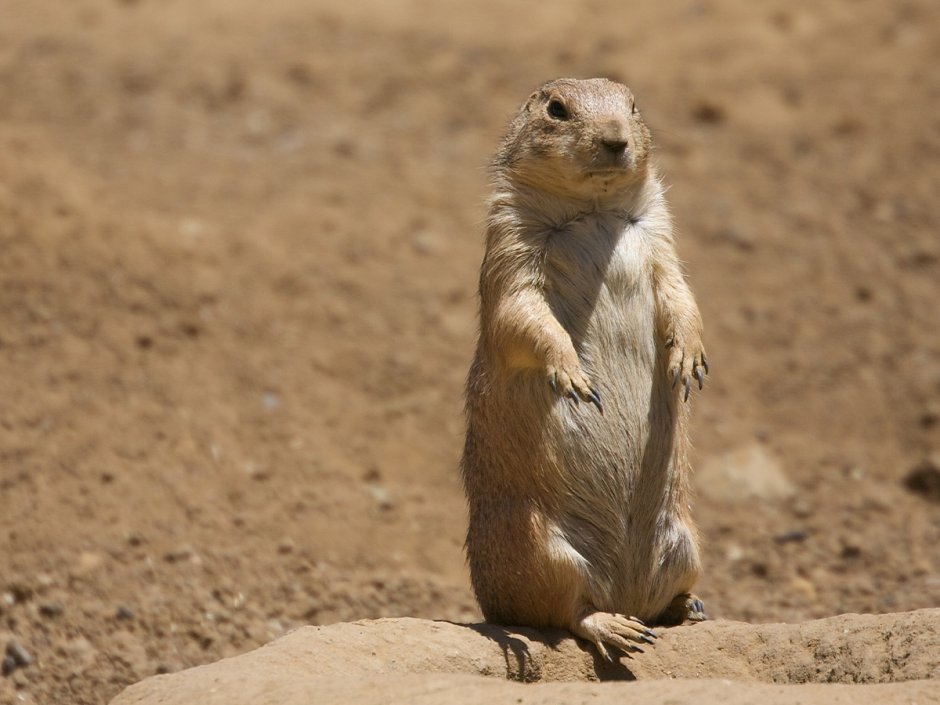 Сурок Степной, Байбак (Marmota Bobak)
