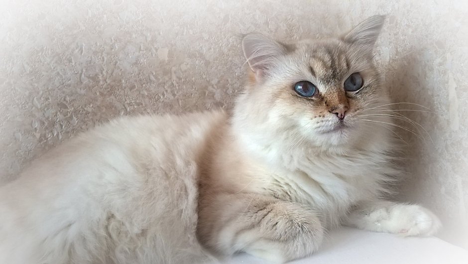 Бурмилла длинношерстная