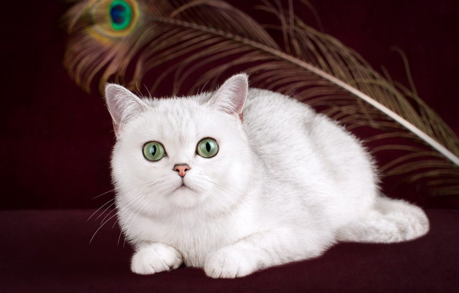 Белая кошка с круглыми глазами