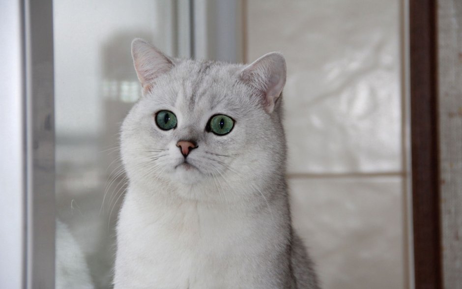 Британская короткошёрстная шиншилла