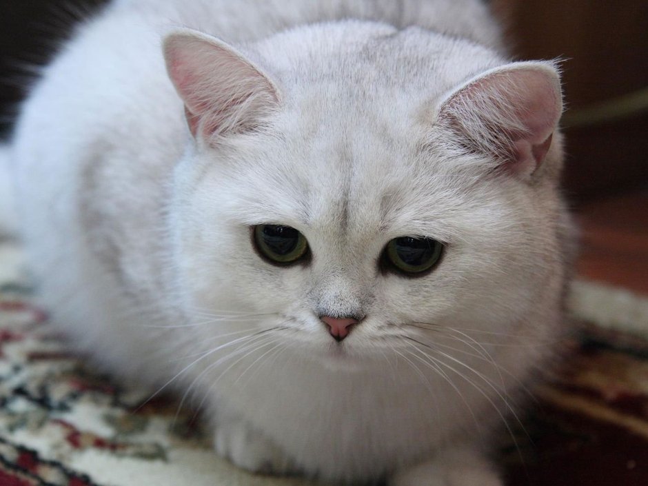 Британская шиншилла кошка