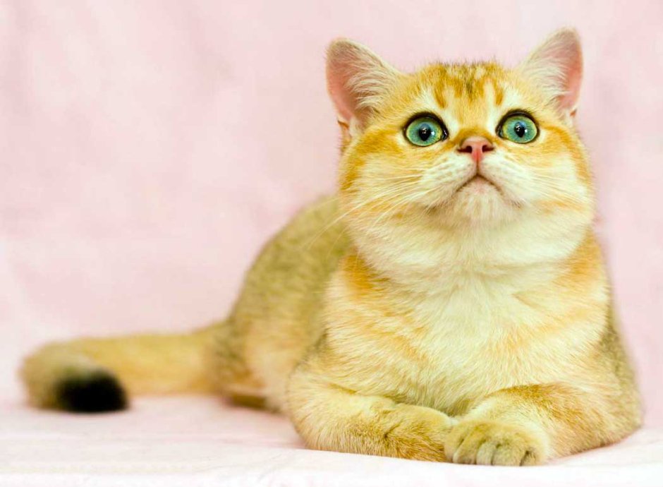Скоттиш страйт Золотая шиншилла