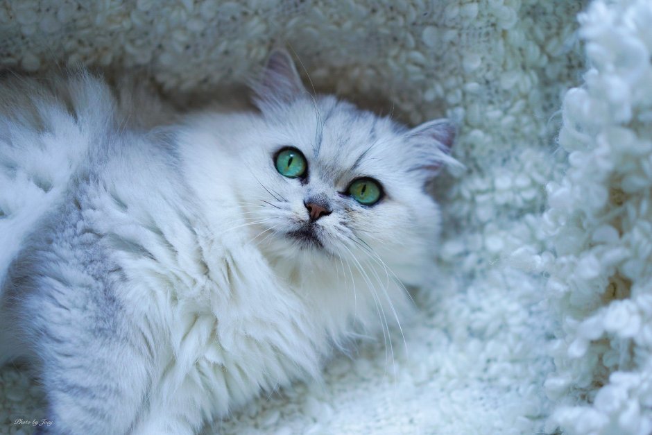 Персидская серебристая шиншилла