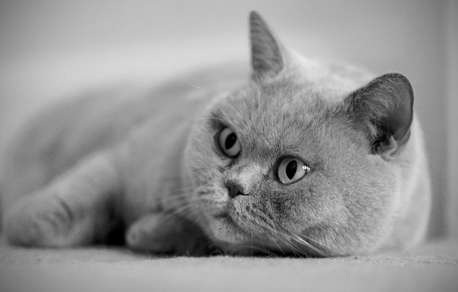 Шиншилла кошка британка