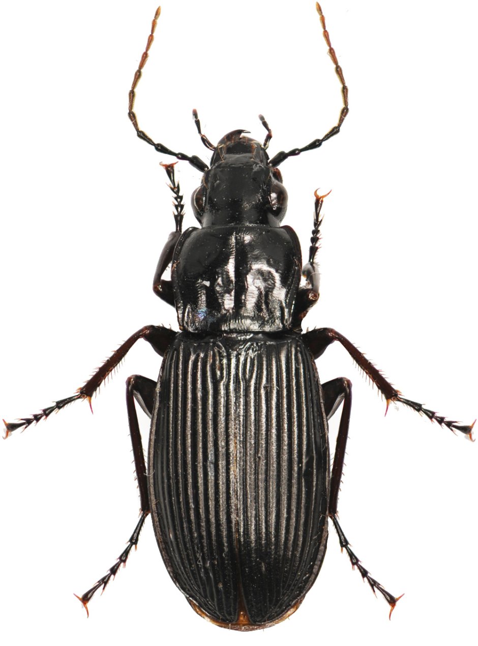Птеростих черный (Pterostichus Niger)
