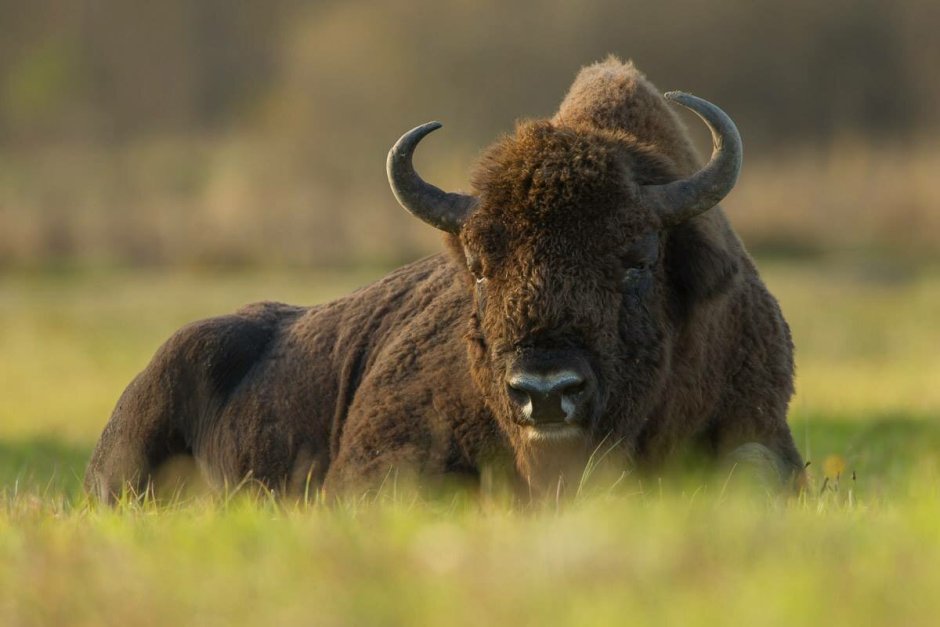 ЗУБР Bison bonasus