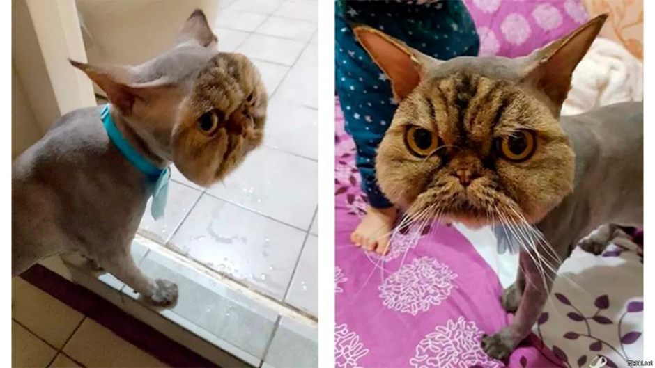 Неудачные стрижки котов