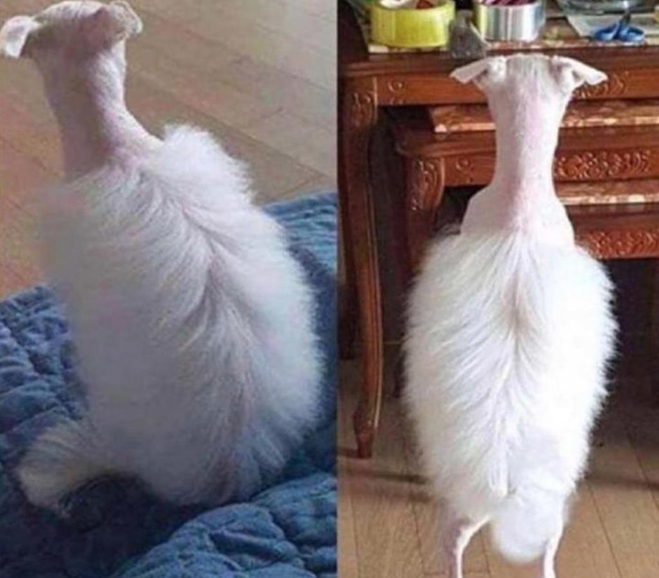 Мой хозяин идиот стрижки кота
