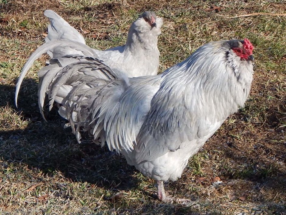 Куры породы Амераукана