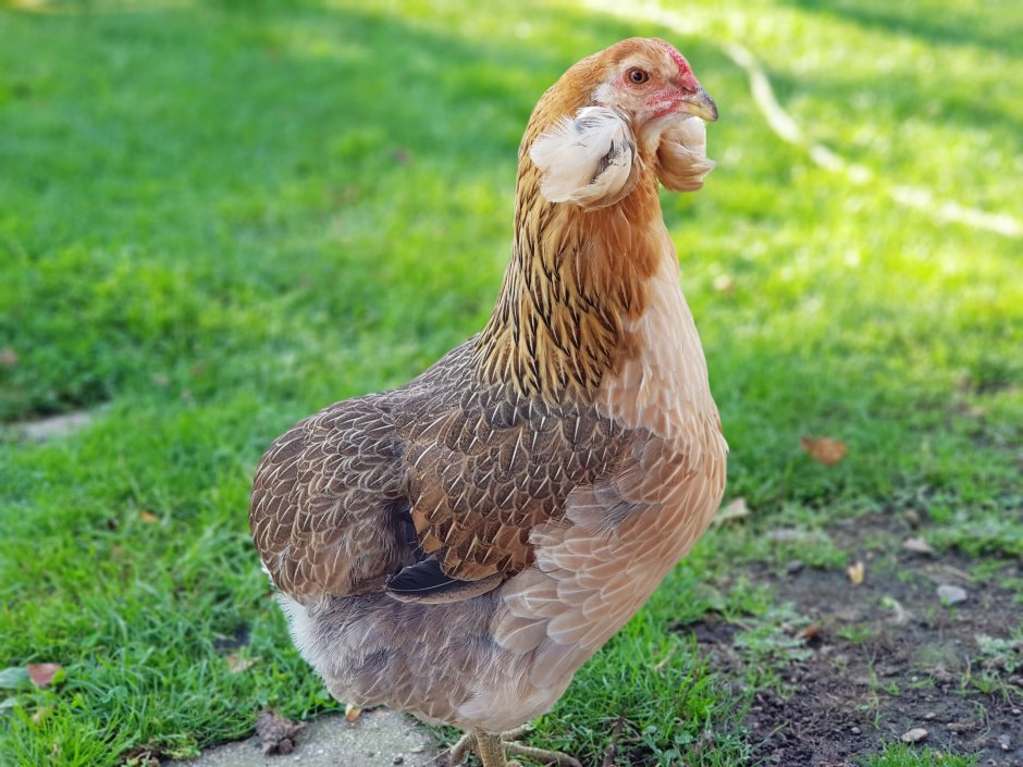 Куры породы Араукана