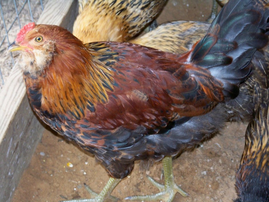 Амераукана дикий окрас
