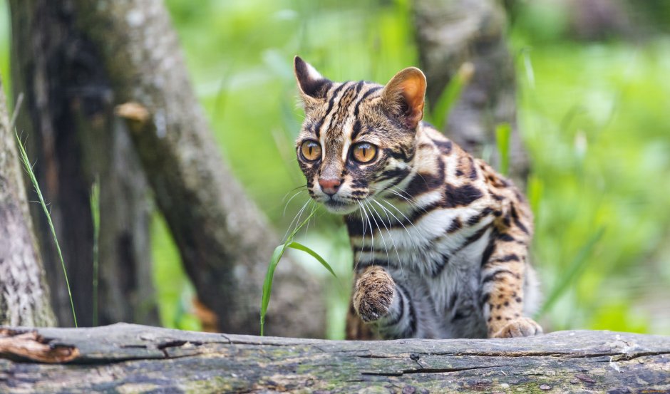 Prionailurus bengalensis