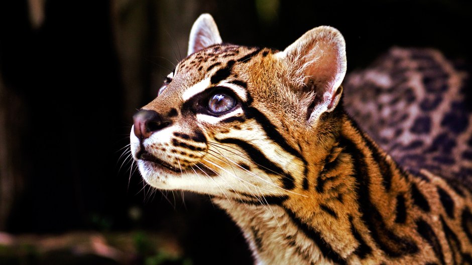 Оцелот (leopardus pardalis)