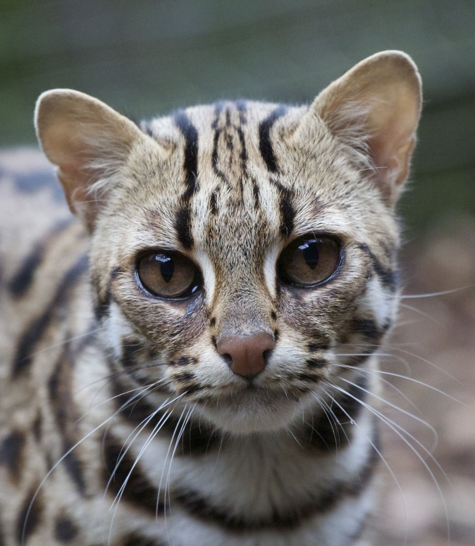 Бенгальская кошка (Prionailurus bengalensis)