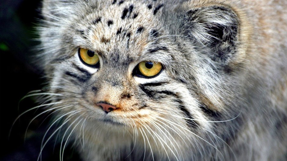 Кот Манул