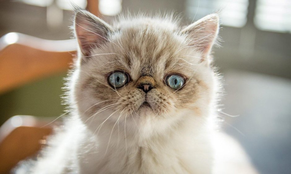 Exotic Shorthair Cat