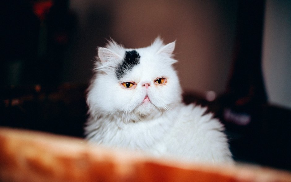 Персидские коты