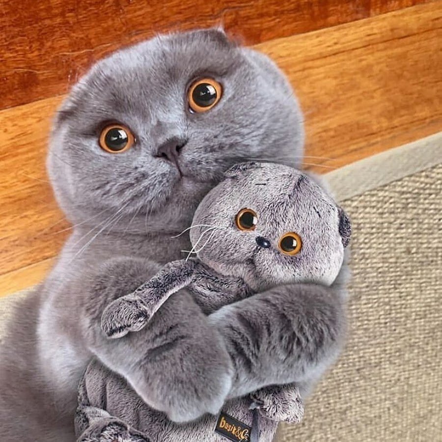 Окраска шотландских кошек