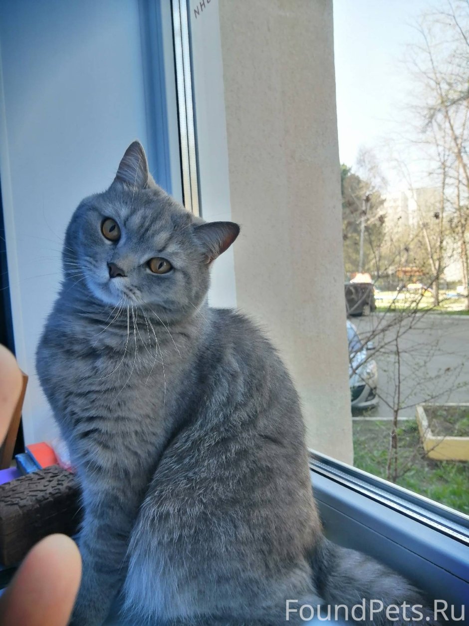 Шотландская вислоухая кошка