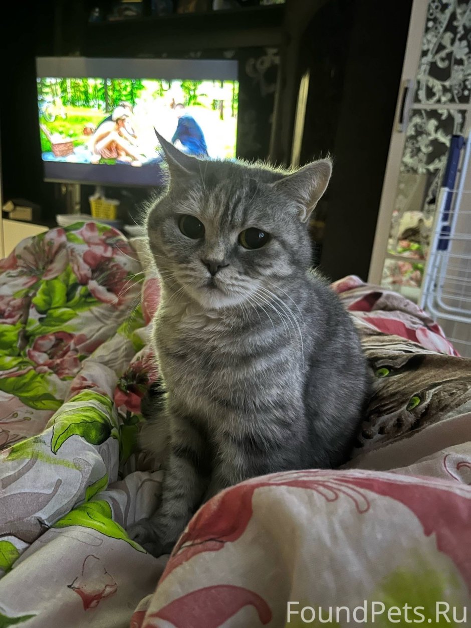 Скоттиш фолд вискас