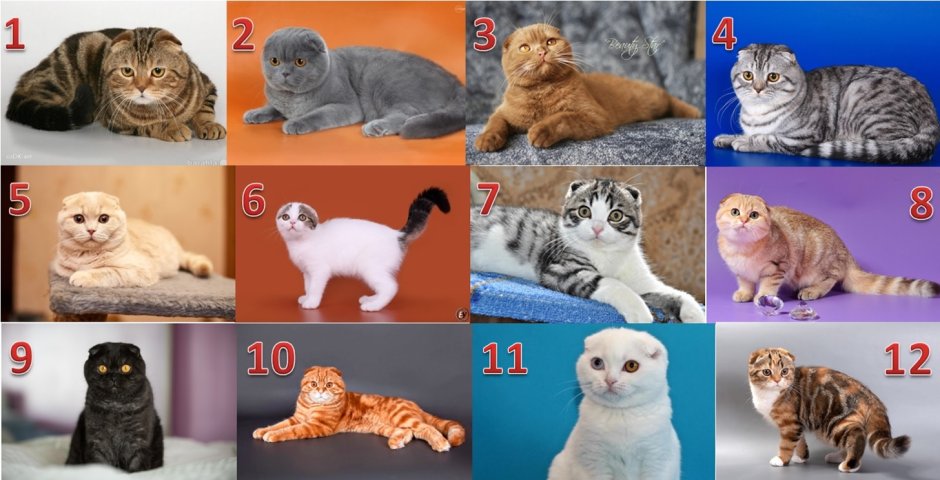Лайн вислоухого кота