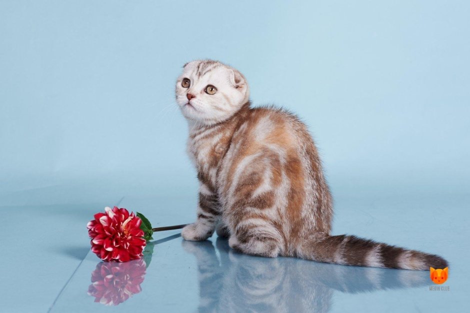 Скоттиш фолд шоколадный мрамор