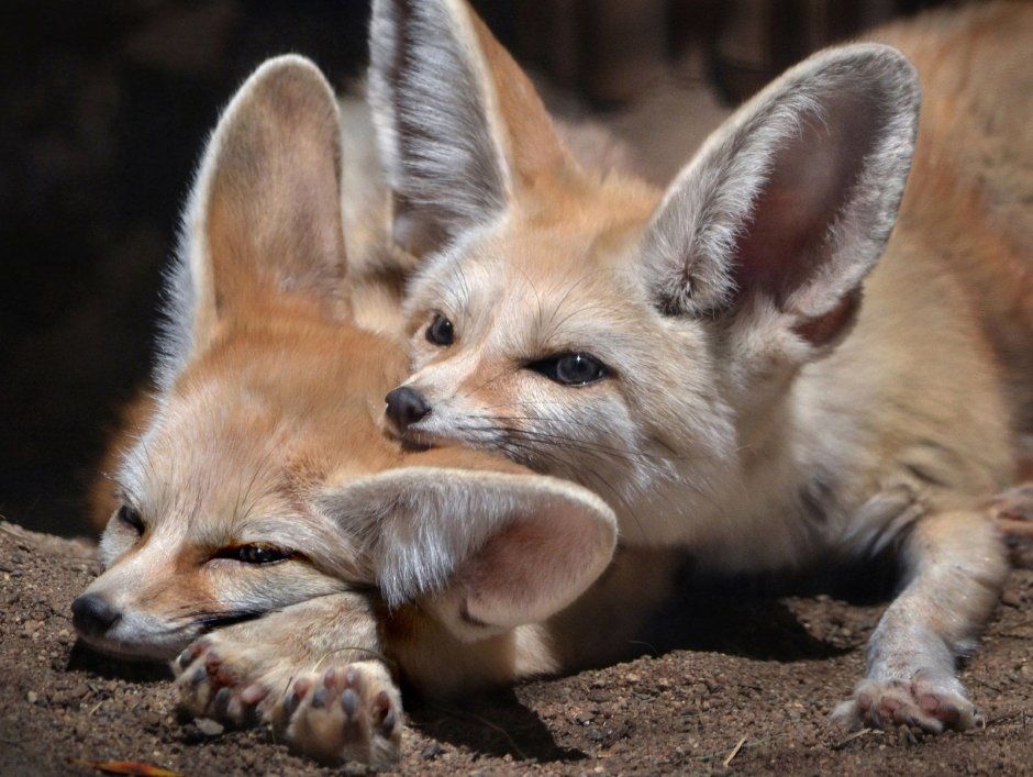 Male Fennec Fox