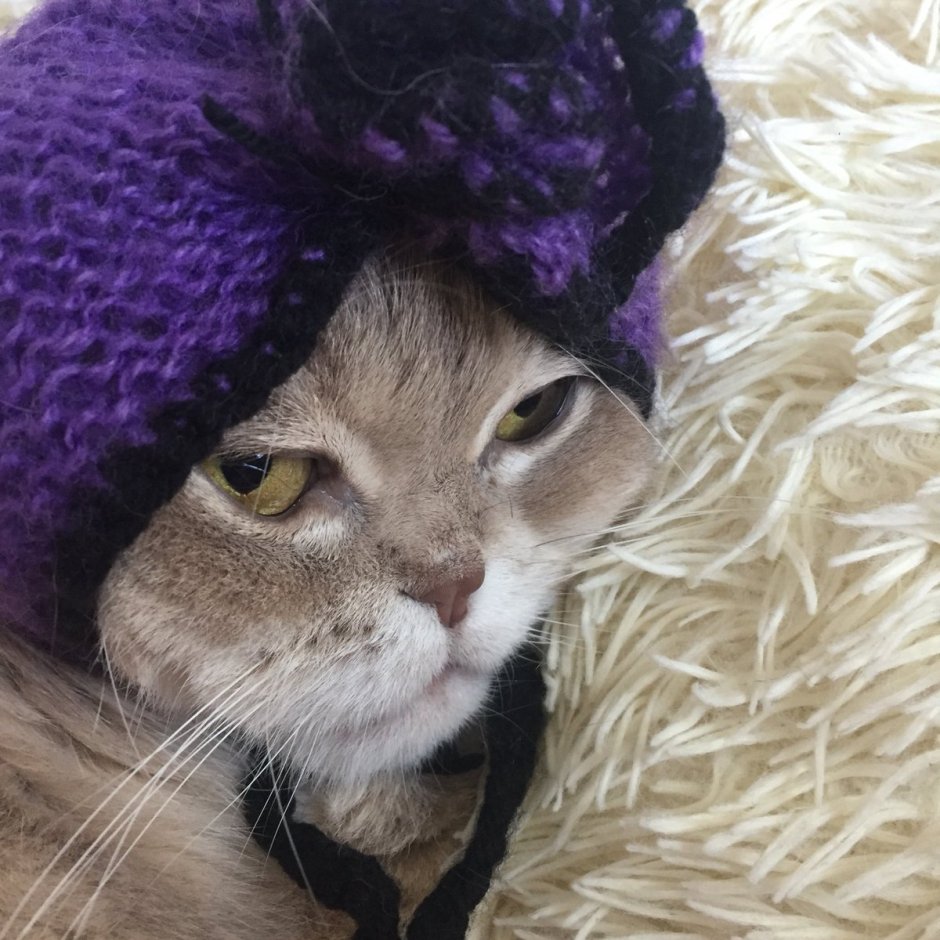 Кот в фиолетовой бандане